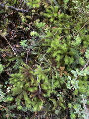 Dendroligotrichum tongariroense
