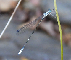 Labidiosticta vallisi