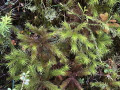 Dendroligotrichum tongariroense