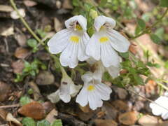 Euphrasia cuneata