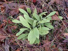 Pentaglottis sempervirens