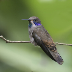 Colibri delphinae