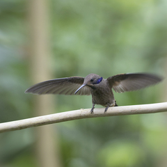 Colibri delphinae