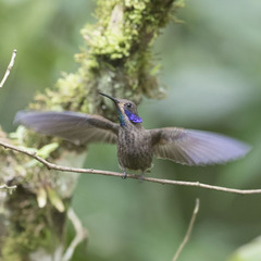 Colibri delphinae