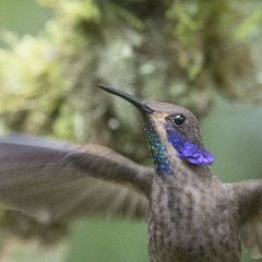 Colibri delphinae