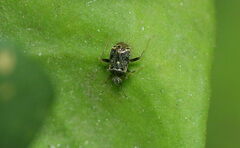 Charagochilus