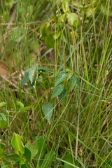 Acalypha villicaulis