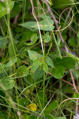 Acalypha villicaulis