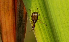 Attelabidae