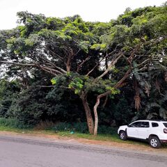 Alectra sessiliflora