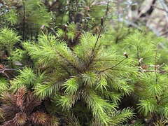 Dendroligotrichum tongariroense