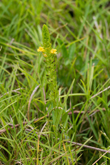 Alectra sessiliflora