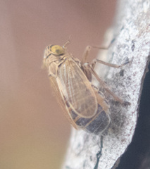 Delphacidae