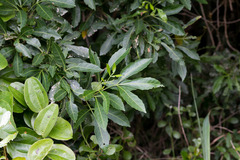 Allophylus natalensis