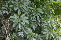 Allophylus natalensis