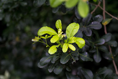 Allophylus natalensis