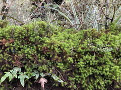 Dendroligotrichum tongariroense