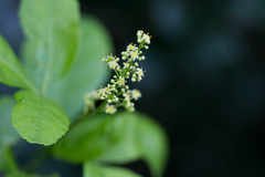 Allophylus natalensis