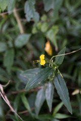 Aneilema aequinoctiale