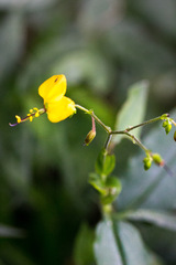 Aneilema aequinoctiale