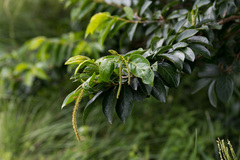 Antidesma venosum