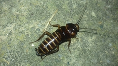 Blatta orientalis