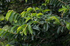 Antidesma venosum