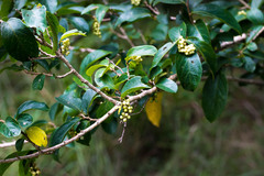 Antidesma venosum