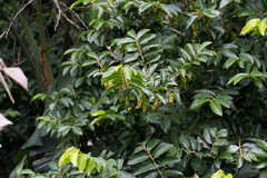 Antidesma venosum