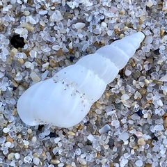 Epitoniidae