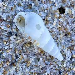 Epitoniidae