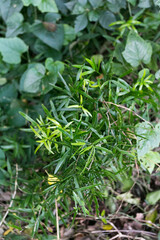 Asparagus falcatus