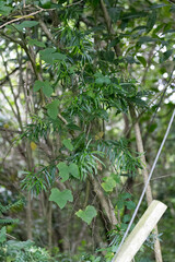 Asparagus falcatus