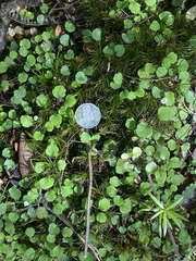 Lagenophora strangulata