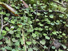 Lagenophora strangulata