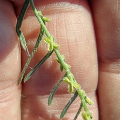 Pectocarya heterocarpa