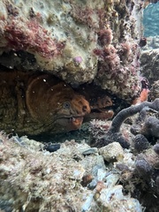 Gymnothorax prasinus