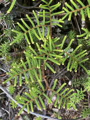 Gleichenia alpina