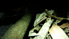 Abantiades labyrinthicus