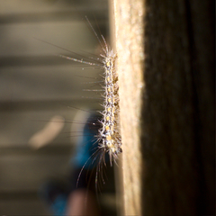 Lepidoptera