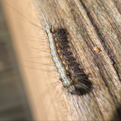 Lepidoptera