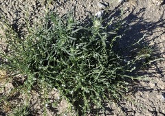 Pectocarya heterocarpa