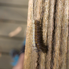 Lepidoptera