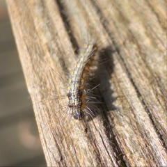 Lepidoptera