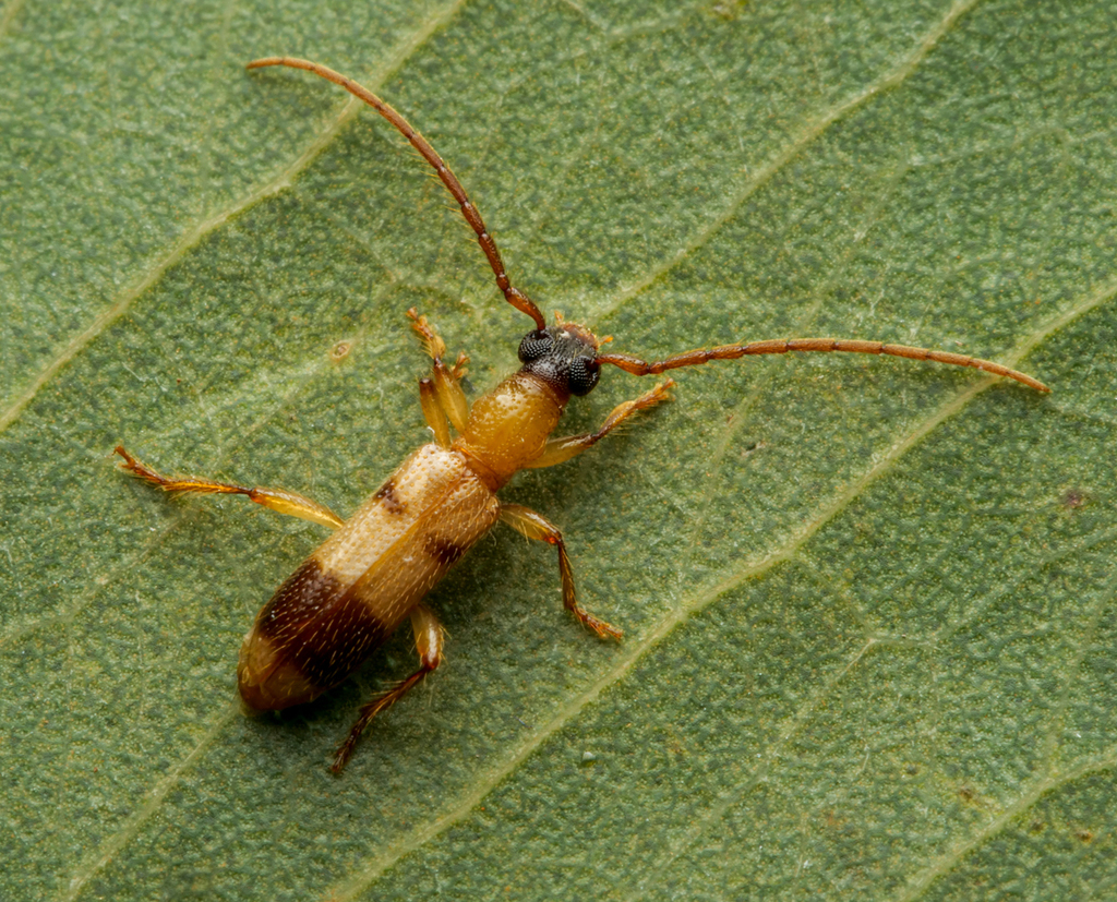 Atesta