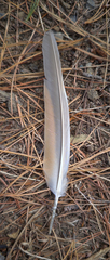 Phaps chalcoptera