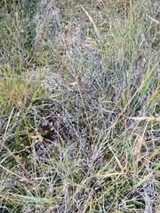 Muehlenbeckia ephedroides