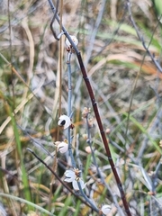 Muehlenbeckia ephedroides