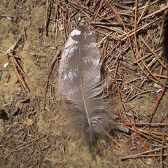 Podargus strigoides