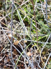 Muehlenbeckia ephedroides